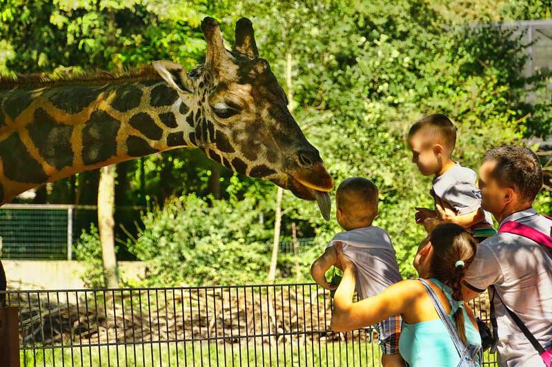 giraffe zoo