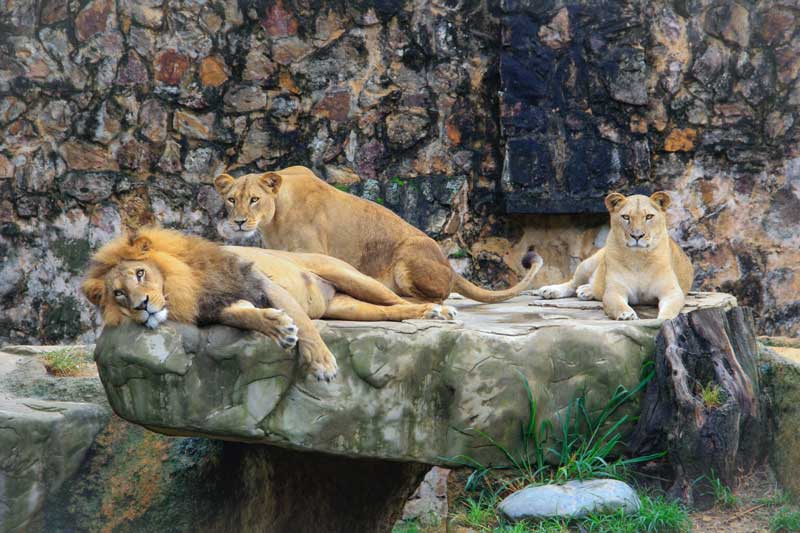 Lions Zoo