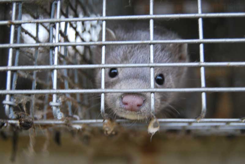 mink in cage